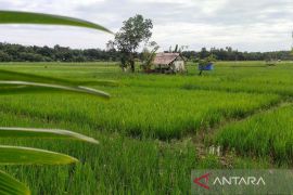 Simeulue buka 7.010 hektare sawah baru