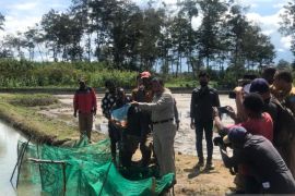 Pemkab Jayawijaya latih masyarakat produksi ikan asin