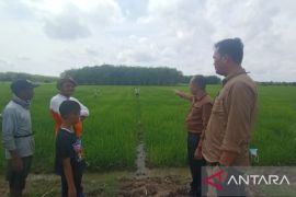 Polda Sumsel menerjunkan tim pengawas penyaluran pupuk subsidi
