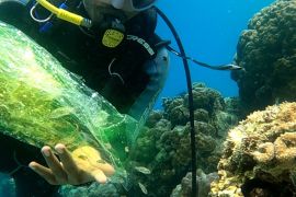 Jala Ina tebar ratusan benih ikan dukung penyelamatan Pulau Pombo Maluku