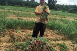 DTPH Paser bangun gudang benih penangkaran Bawang Merah