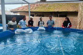 Napi Lapas Kalianda budidaya ikan air tawar dengan media kolam bioflok