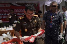 Kejari Badung musnahkan 2 kilogram ganja senilai Rp219,2 juta