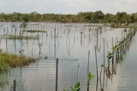 PTBA rehabilitasi 5.197 hektare daerah aliran sungai tersebar di 33 desa