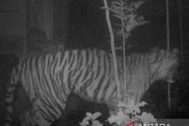 Tiga ternak warga Palupuh Agam dimangsa harimau