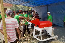 Energi perubahan di balik budi daya jagung petani sawit Air Enau