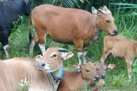 Kalbar potensial kembangkan integrasi sawit sapi