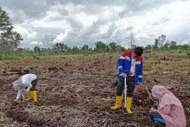 Pertamina Dumai bersama BPTP Riau tanam sorgum di lahan gambut