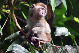 Wali Kota Bogor tutup sementara operasional Bogor Mini Zoo