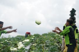 Dompet Dhuafa kirim sayur segar untuk penyintas gempa Cianjur