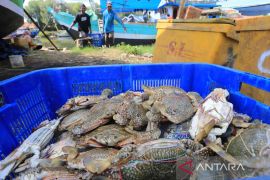 Nilai ekspor rajungan Indonesia