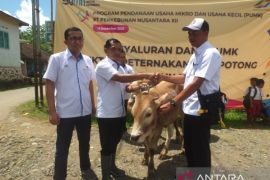 PTPN XII salurkan dana Rp5,2 miliar dukung usaha peternakan sapi potong