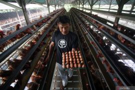 Mentan Amran tegaskan harga daging dan telur ayam harus sesuai HET
