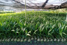 P2KGHI siap berkontribusi penyediaan bibit kelapa 1 juta batang