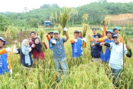 Program Sawah Surjan Pupuk Kaltim capai hasil optimal implementasikan "smart agriculture"