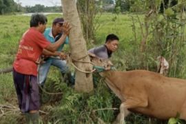 Ratusan ternak di Gunung Mas telah divaksin PMK
