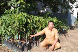 Lima desa di Paser dijadikan kawasan pengembangan kelengkeng