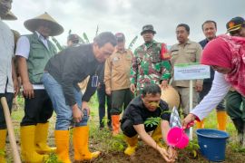 Perhutani bersama legislator tanam bibit sengon di Banyuwangi