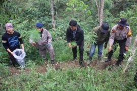 Polisi Rejang Lebong buru tersangka penanam ratusan batang ganja