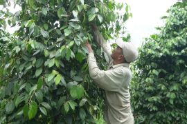 Lada Sambas, penyedap rasa pembangkit asa warga desa