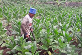 Larangan jual rokok batangan beratkan pengusaha tembakau
