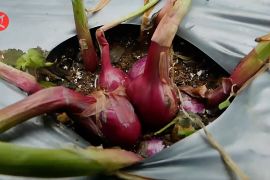 Melihat potensi Temanggung sebagai sentra baru bawang merah