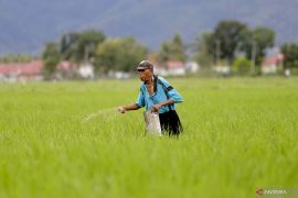 Nilai Tukar Petani Gorontalo kembali alami penurunan