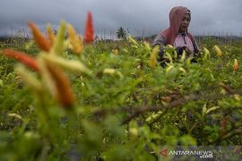 Dinas TPH:  Komoditas cabai rawit di Sulteng surplus 12.630 ton 2022