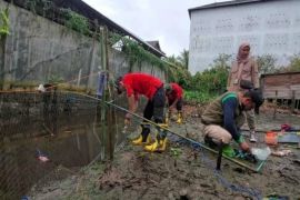 BKSDA berusaha menangkap buaya yang meresahkan warga Sampit