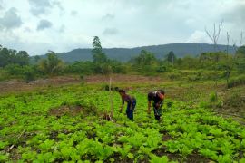 Koramil 1708-02/Biak Utara beri pendampingan bagi petani sayur sawi