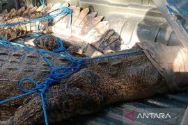Aktivitas wisata di Pantai Legian aman setelah penangkapan seekor buaya