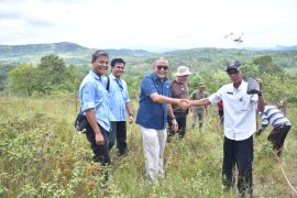 Pemkab Sijunjung kerja sama dengan Semen Padang tanam Kaliandra di lahan bekas tambang