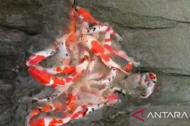 Dinas Perikanan terus tingkatkan kualitas hasil perikanan Sukabumi