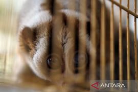 Evakuasi Kukang Jawa di Trenggalek