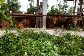 Pendekatan budaya guna mendukung pemenuhan kebutuhan sapi domestik