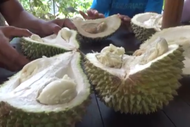 Pemkab Jombang siapkan pesta gunungan buah durian