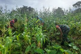 Koramil 1708-03/BB bantu bersihkan kebun jagung milik warga Biak