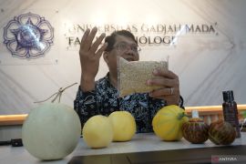 Dekan Fakultas Biologi UGM perkecil buah melon jadi seukuran apel