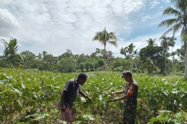 Posramil 1708-01/BK laksanakan pendampingan kepada petani di Biak