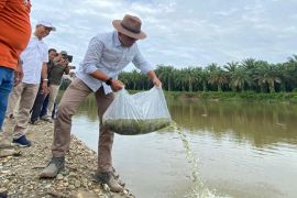 Tingkatkan kelestarian sungai, PTPN V kembali sebar ratusan ribu benih ikan