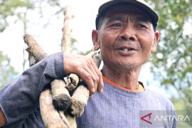 Abu erupsi Gunung Marapi mulai hujani lahan pertanian Tanah Datar
