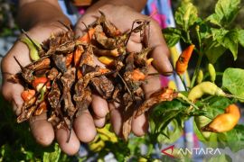 Cabai Rusak Akibat Hama Patek di Madiun