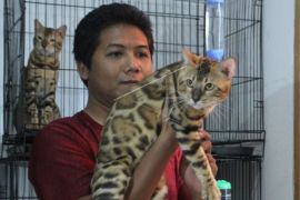Peternak Kucing Bengal Di Malang