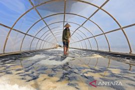 Pengembangan sentra garam rakyat