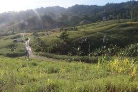 Warga transmigran di Boalemo sulit jual hasil pertanian karena jalan rusak