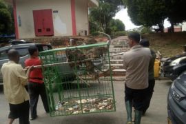 Di Batam terjadi 15 kali "konflik" manusia dan monyet pada 2022