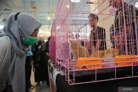 Festival Kucing di Palembang Page 2 Small