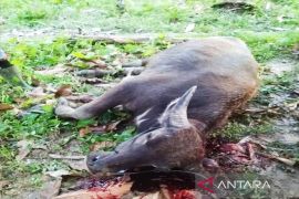 Penyakit ngorok serang ternak di Madina, peternak diminta waspada