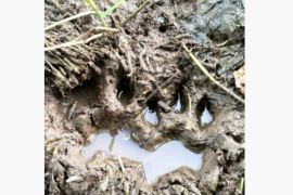 Tiga ekor sapi warga Aceh Jaya diterkam harimau, petani takut ke kebun