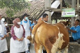 Sleman meluncurkan vaksinasi perdana LSD untuk hewan ternak
